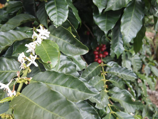 【Grand Cru Coffee】ジャマイカ ブルーマウンテンNo.1 ジャーニーズ・エンド農園（中煎り）100ｇ