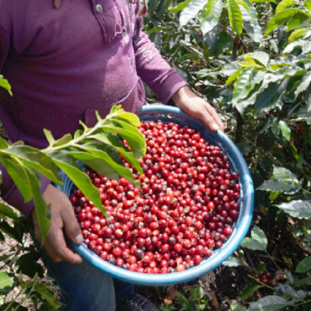 【Grand Cru Coffee】グアテマラ エルインヘルト農園 マグノリア ナチュラル（中深煎り）100ｇ